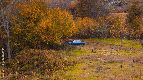 car in the forest