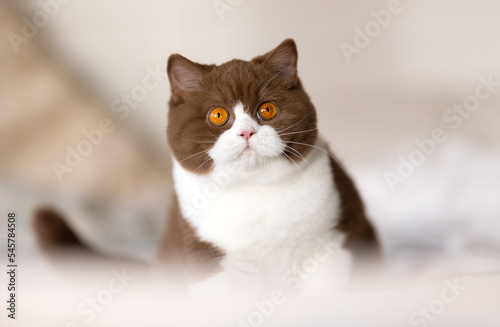 Britisch Kurzhaar Bicolor Katze Kitten in cinnamon white