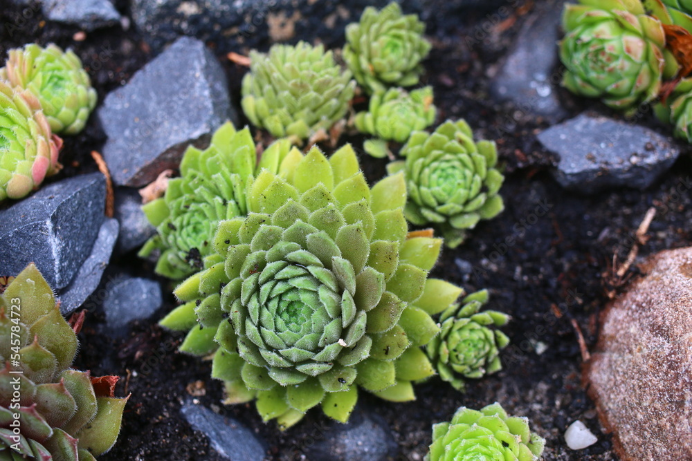 rojnik Sempervivum 'Broad Peak' rojnik Sempervivum 'Broad Peak'