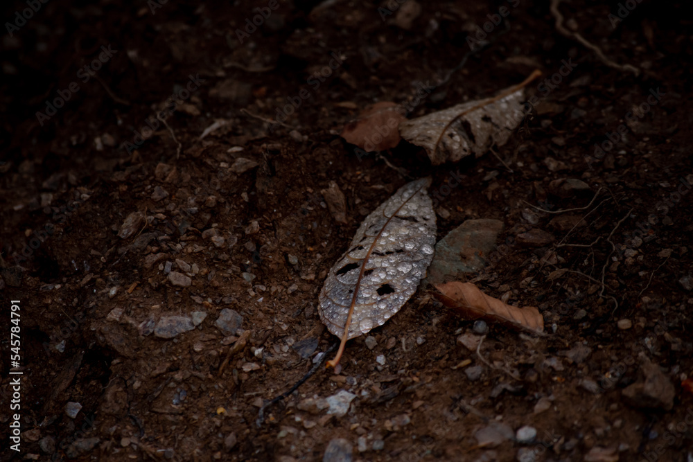 Autumn nature landscape at Scarita Belioara reservation in Apuseni Mountains, Romania