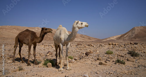 White and brown wild dromedary camels on their way in the remote desert region. One-humped camels.