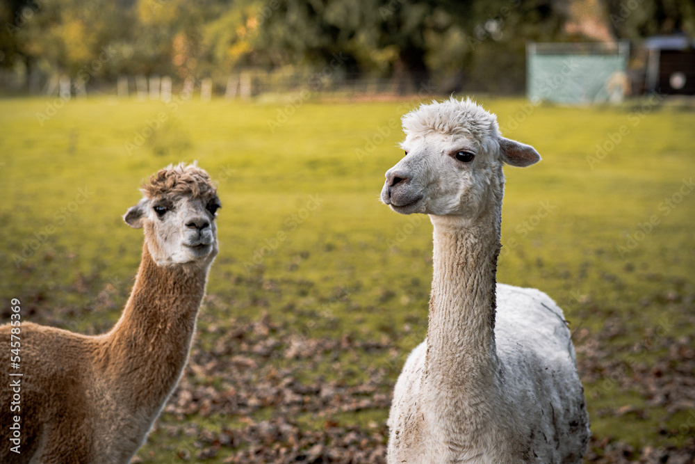 two alpacas in the green