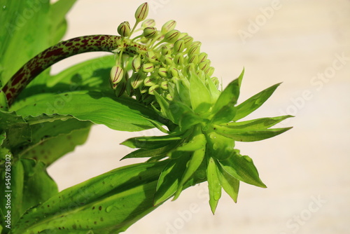 warkocznica dwubarwna eukomis dwubarwny Eucomis bicolor photo