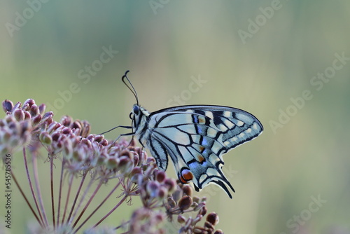 una farfalla papilio machaon su un fiore © Simona