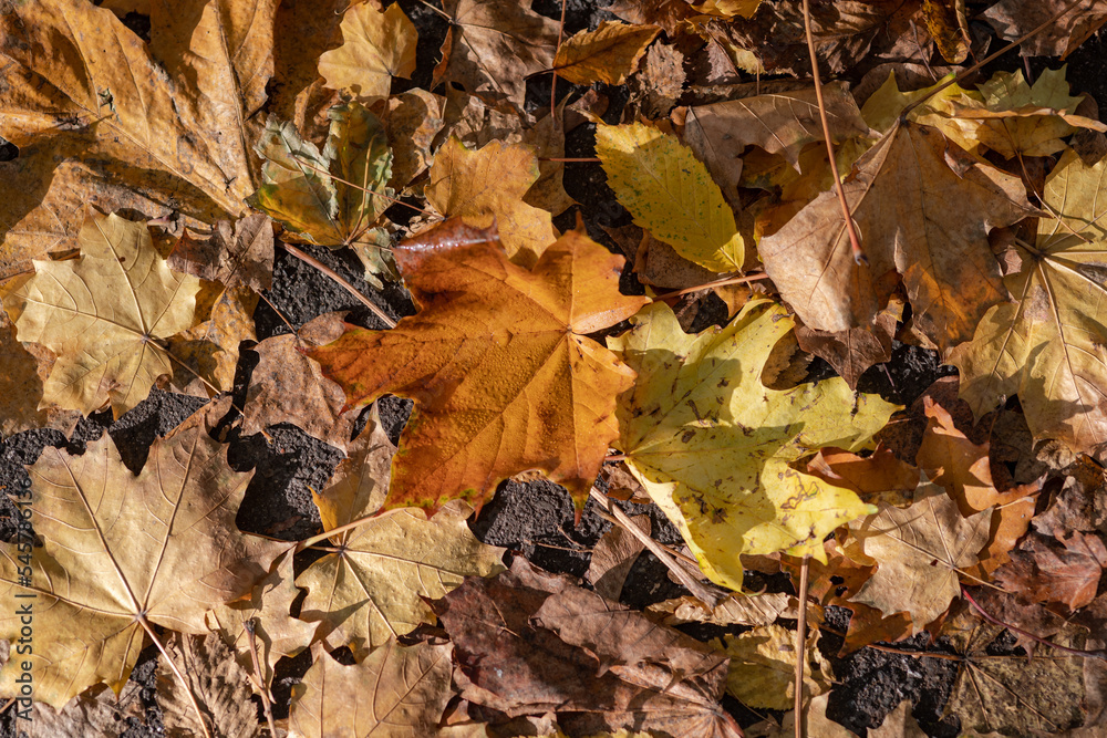 autumnal foliage from a maple tree along a path in various tones autumnal foliage from a maple tree along a path in various tones