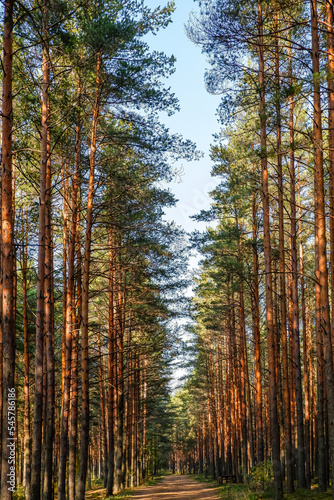 Beautiful forest road in Saint-Petersburg suburbs. © Denis