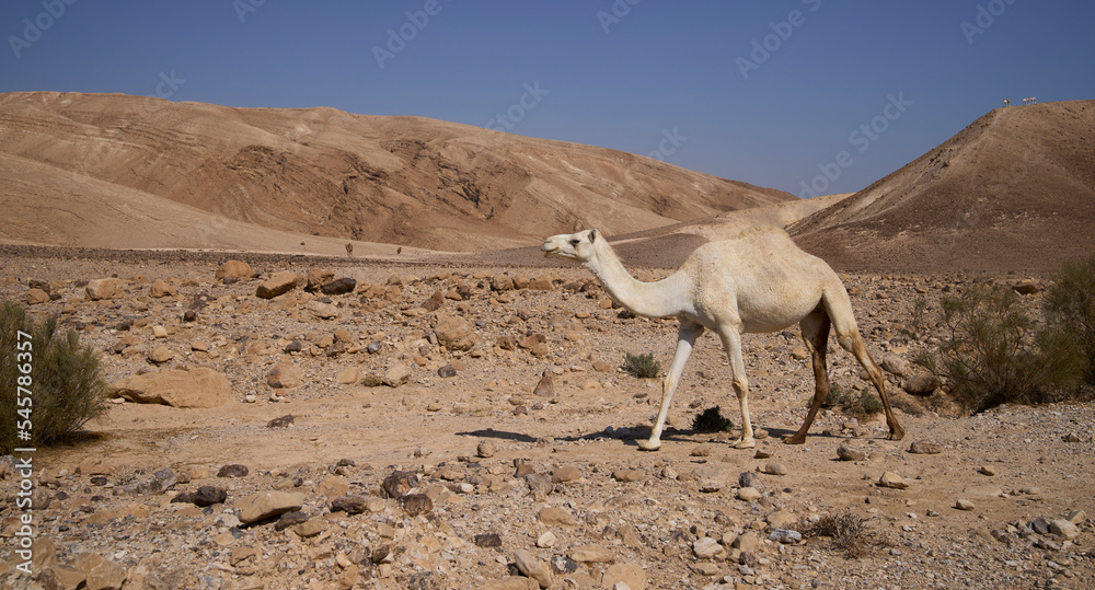 White wild dromedary camel on its way in the remote desert region. One-humped camel. White wild dromedary camel on its way in the remote desert region. One-humped camel.