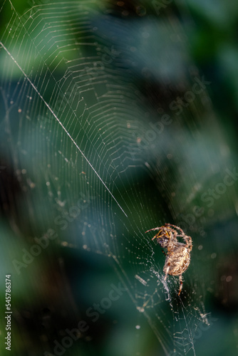 spider with its prey on its web against a blurred background.