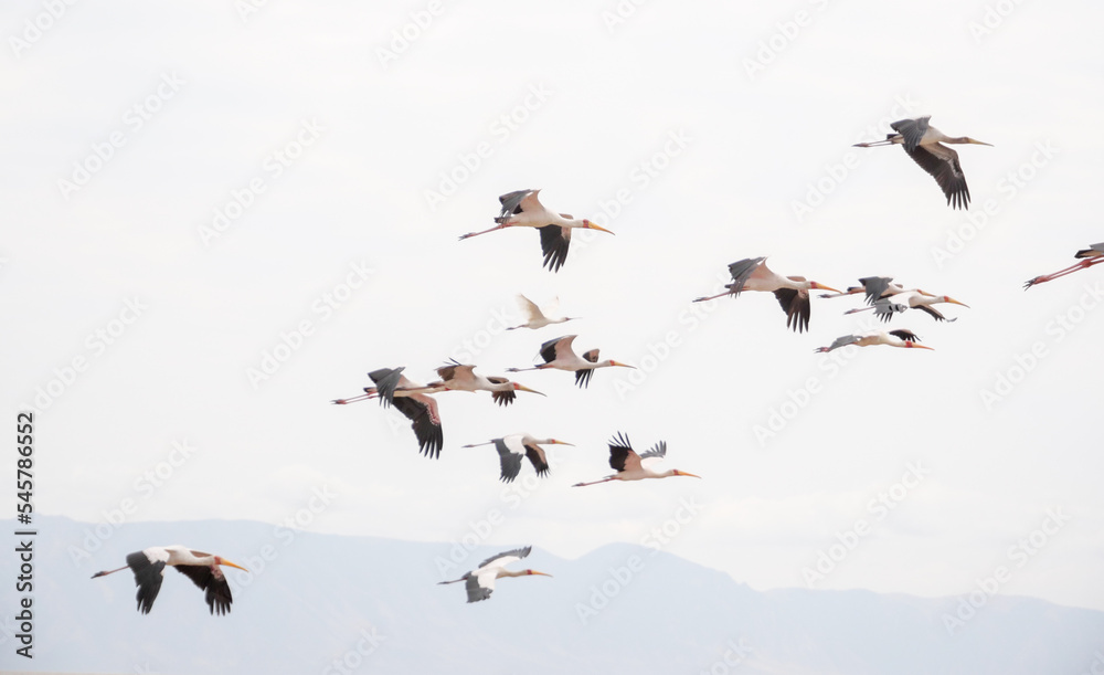 flock of seagulls flying through the sky