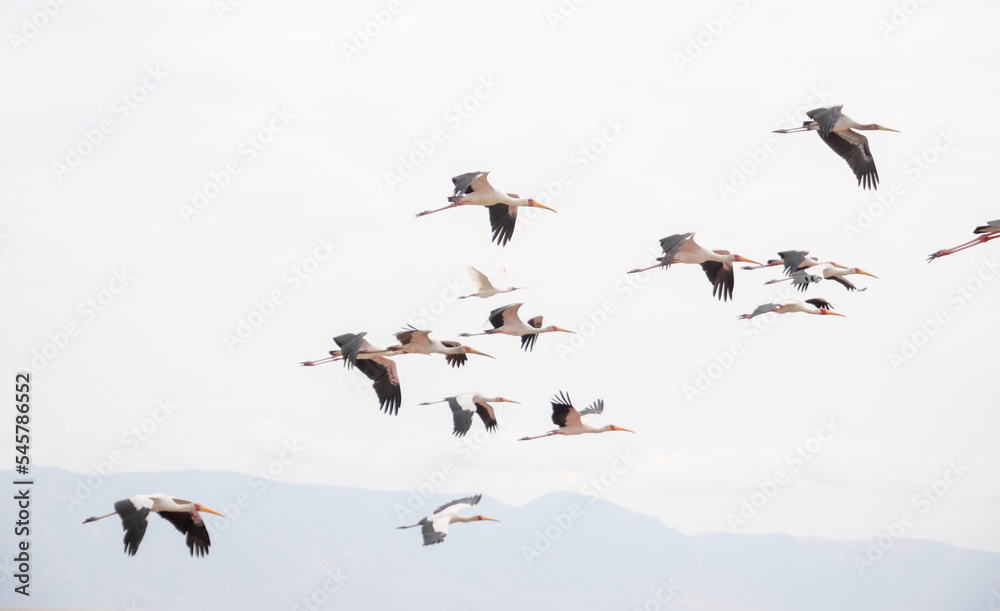 flock of seagulls flying through the sky flock of seagulls flying through the sky