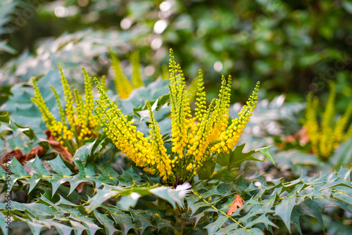 Flowering plant with bright yellow flowers. Mahonia japonica photo