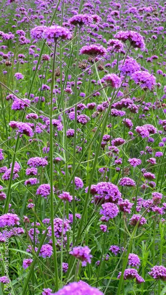 Beautiful view of violet verbena flowers field in garden Beautiful view of violet verbena flowers field in garden