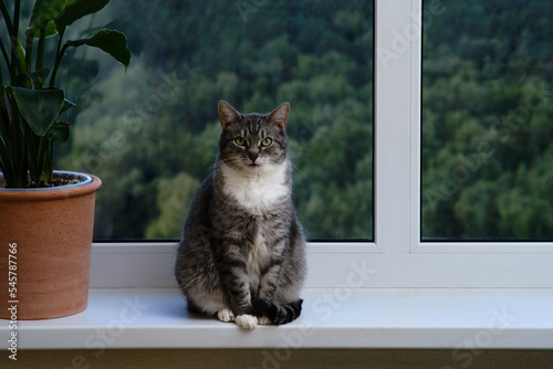 Adult gray cat near the window, pet on a white window sill indoor home