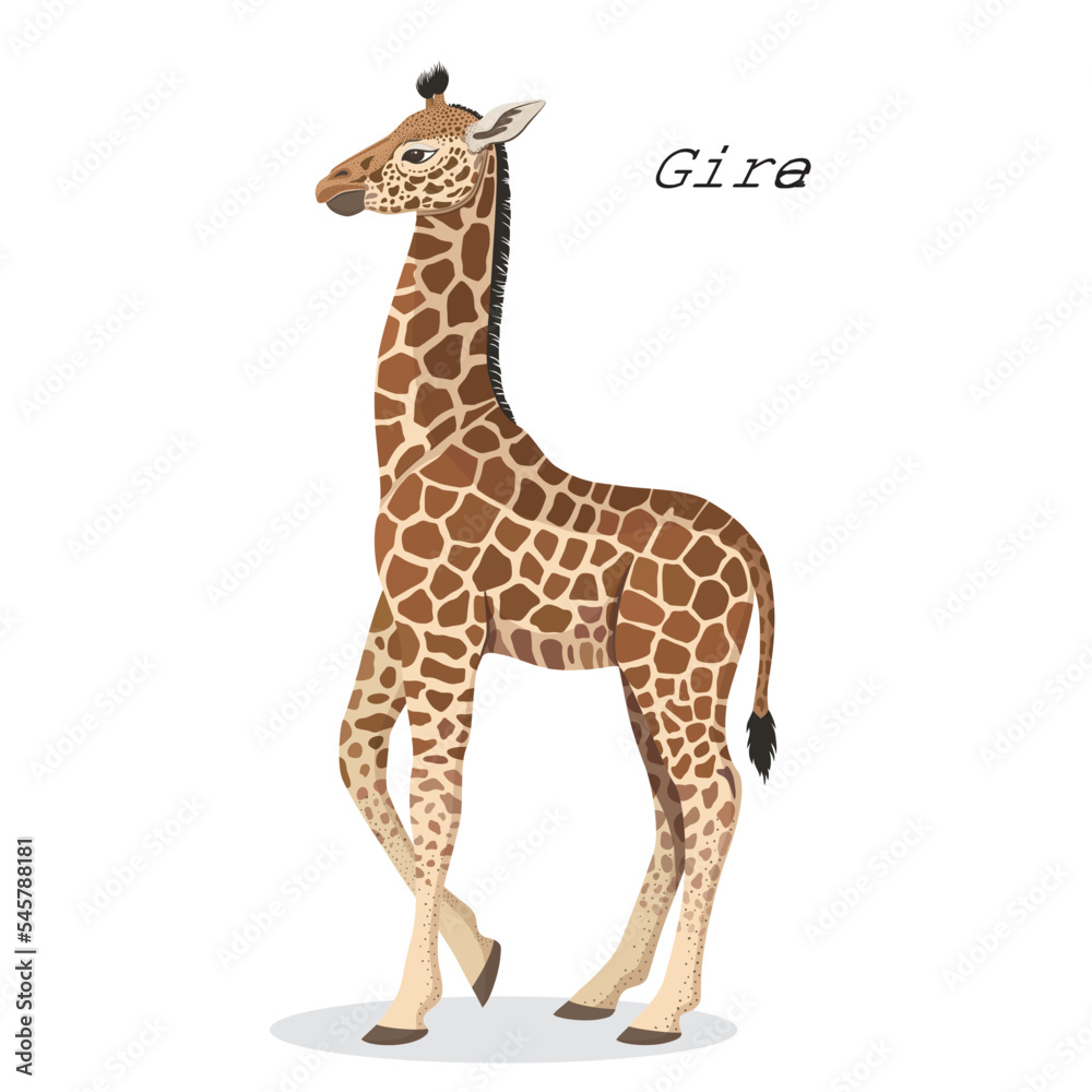 vector illustration with baby giraffe vector illustration with baby giraffe
