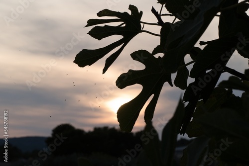 fig tree leaf silhouette in sunset