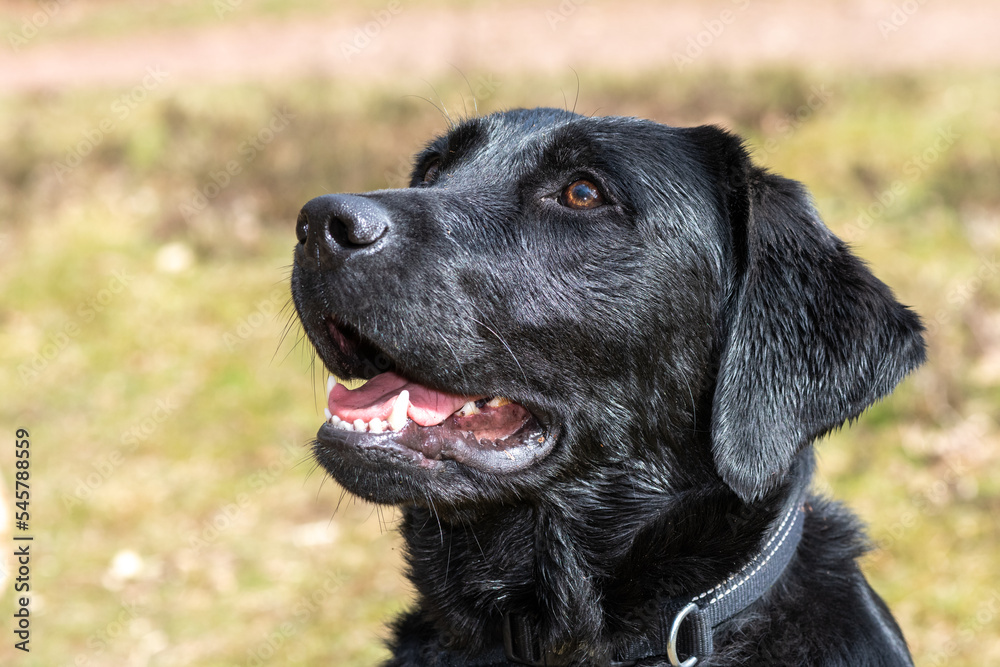 Head shot of a young black Labrador