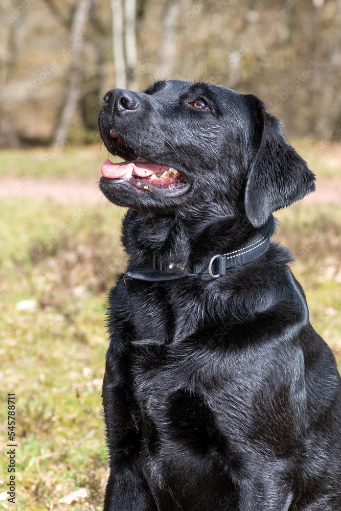 Portrait of a black Labrador sitting down Portrait of a black Labrador sitting down