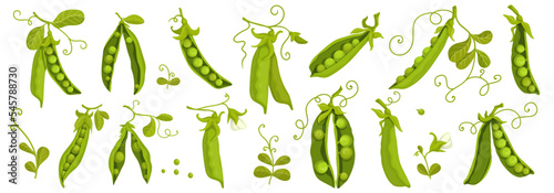 Big set of pods of ripe green peas. Vector graphics.