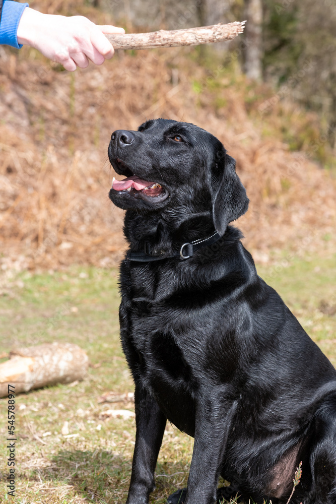 Portrait of a Black Labrador looking at a stick in a persons hand