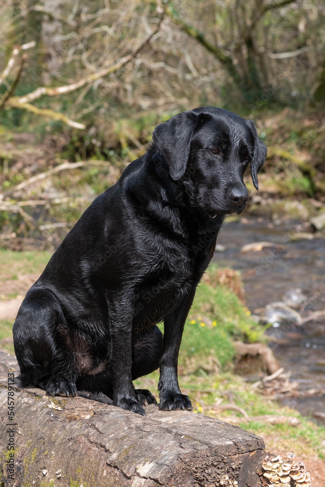 Portrait of a young black Labrador sitting on a log on the riverbank Portrait of a young black Labrador sitting on a log on the riverbank