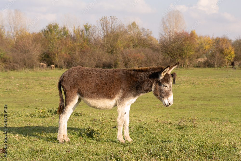 Photo of a donkey in profile standing in a field Photo of a donkey in profile standing in a field