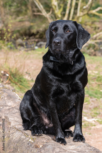 Portrait of a young black Labrador sitting on a log on the riverbank © tom