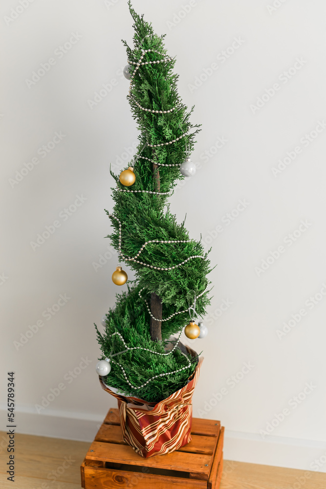 Fototapeta premium Indoor cypress or thuja in pot is decorating balls like Christmas tree. Alternative trees for christmas .