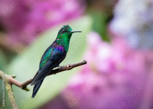Male Green-crowned Woodnymph (Thalurania fannyi) hummingbird perched on a branch. Colorful flowers background. Birds photography.