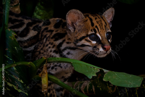 Close up of a Tiger cat or Oncilla cub (Leopardus tigrinus) portrait. 

Feline images. Wildlife photography. Fauna. photo