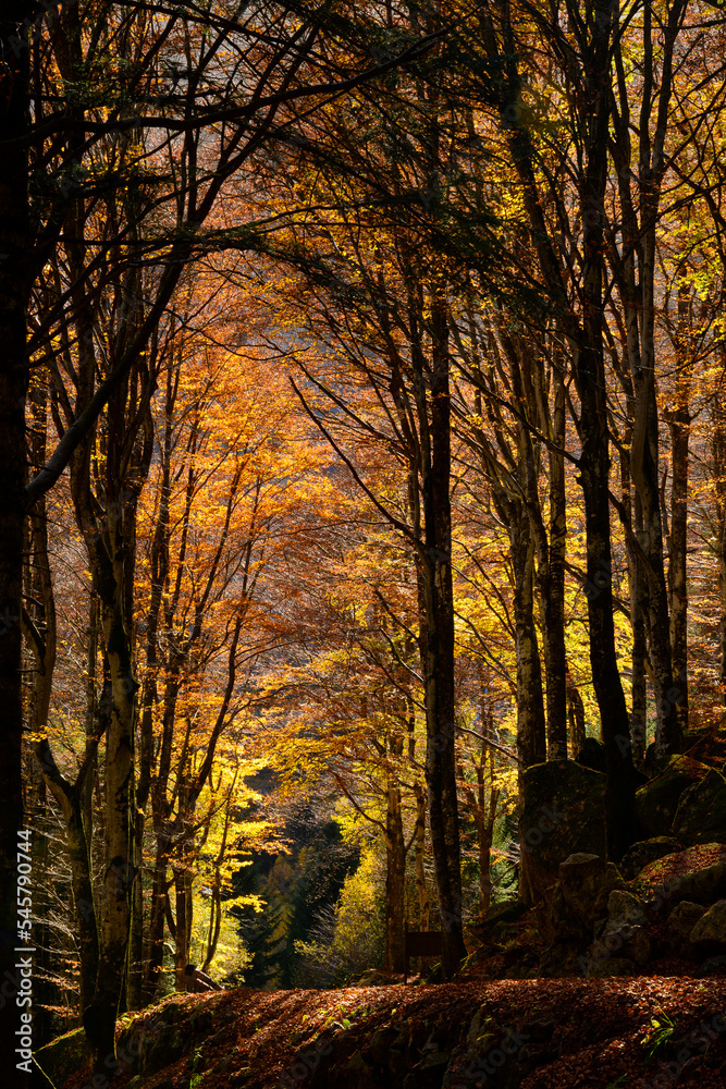 Alpine forest in autumn dress