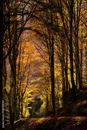 Alpine forest in autumn dress