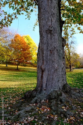Old tree in the park in autumn sunny day © Serg
