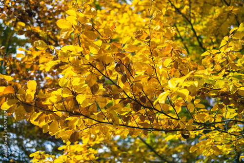 Folhas de árvore no outono, com tons amarelos, na Serra da Estrela