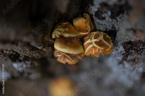 Fotografia macro de cogumelos a nascer no tronco de uma árvore
