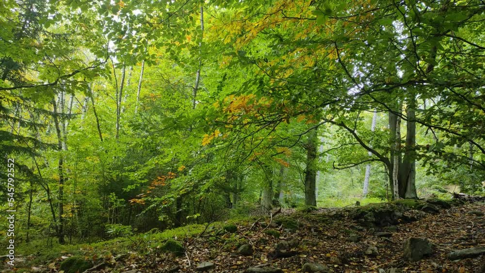 path in the autumn forest strewn with fallen leaves. light wind sways the branches of trees. little rain in the mountains