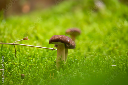 Grzyby, zbieranie grzybów jesienią photo