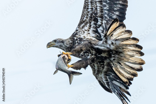 Eagle with a fish photo