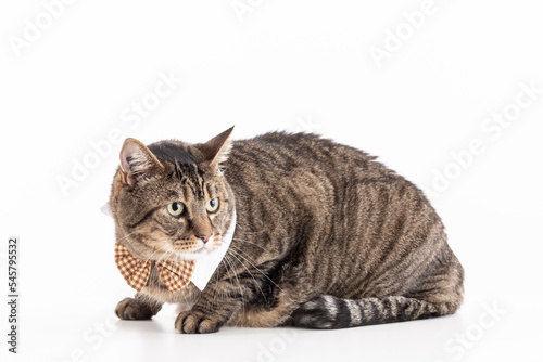 Large European tabby cat with a bow tie © emmapeel34