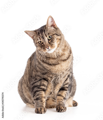 Large European tabby cat sitting