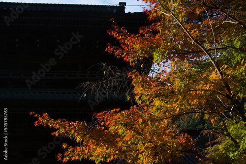 身延山久遠寺の紅葉 © Shunji Yoshimi