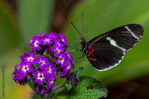 Close up of a Heliconius sara butterfly feeding on purple flowers (Heliotropium arborescens).  photo