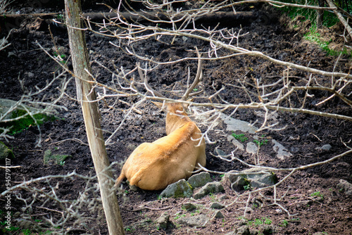 Deer resting in the Seaside safari Park. © rdv27