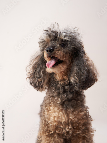 curly little poodle on a beige background. Portrait of a happy pet in the studio