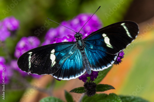 Close up of a Heliconius sara butterfly feeding on purple flowers (Heliotropium arborescens). Butterfly with metallic blue wings.