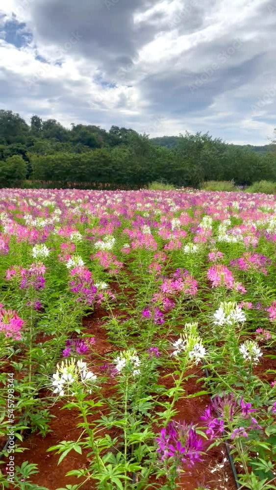 Beautiful view of Spider flower field in garden. Beautiful view of Spider flower field in garden.