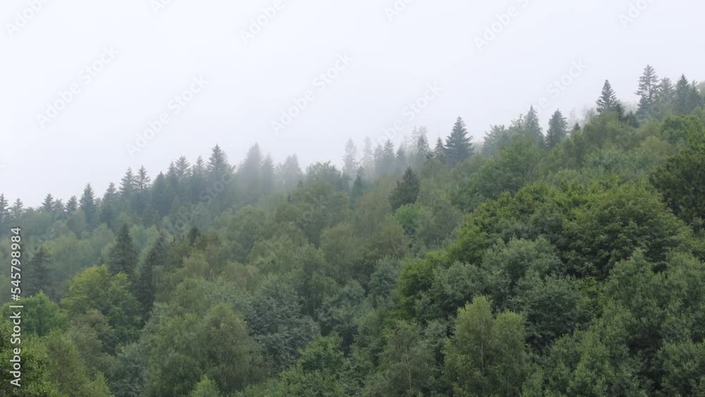Foggy forest view. Misty foggy mountain landscape with fir forest. Foggy forest view. Misty foggy mountain landscape with fir forest.