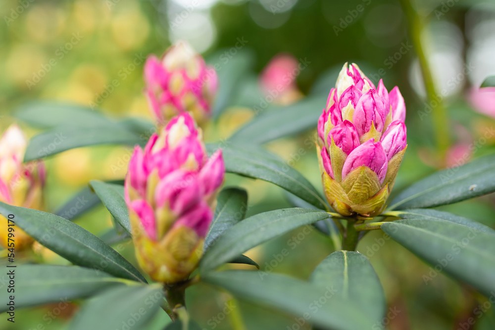 Pink rhododendron flower buds prepare to bloom in the spring sunshine. Beautiful pink rhododendron buds in the garden in sunny day Pink rhododendron flower buds prepare to bloom in the spring sunshine. Beautiful pink rhododendron buds in the garden in sunny day