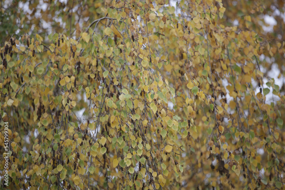 Beautiful autumn leaves of birch tree Beautiful autumn leaves of birch tree