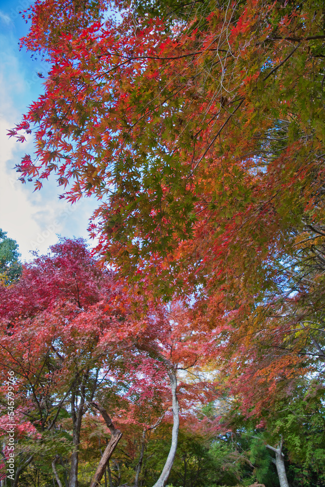 身延山のハイキング西コースの紅葉