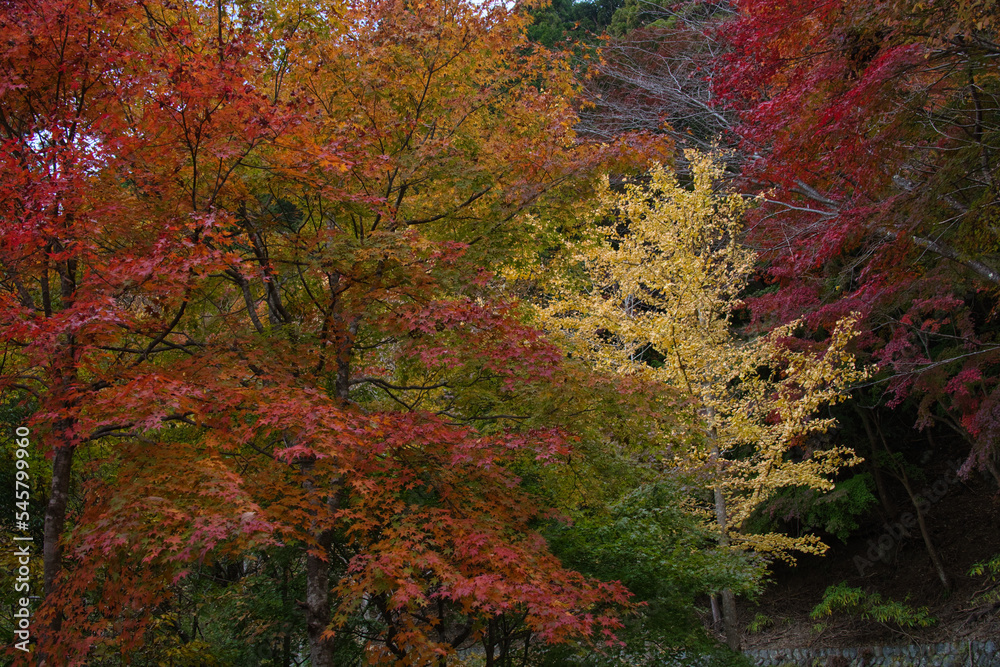 身延山のハイキング西コースの紅葉